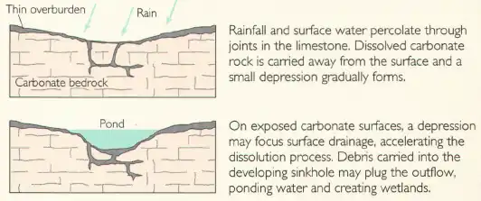 Rainfall and surface water percolate through joints in the limestone. Dissolved carbonate rock is carried away from the surface, and a small depression gradually forms. On exposed carbonate surfaces, a depression may focus surface drainage, accelerating the dissolution process. Debris carried into the developing sinkhole may plug the outflow, ponding water and creating wetlands.