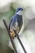 D. d. diuca central Chile