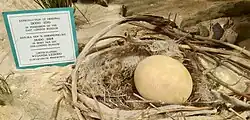 Replica dodo egg and nest