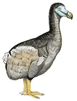 Raphus cucullatus