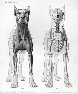Image 18Animal anatomical engraving from Handbuch der Anatomie der Tiere für Künstler. (from Zoology)
