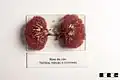 Dog kidneys.