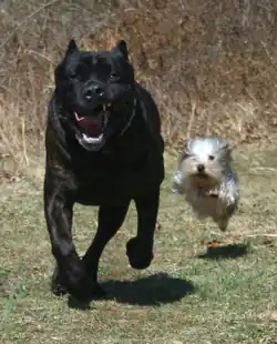 Image 3The difference in body size between a Cane Corso (Italian mastiff) and a Yorkshire Terrier is over 30-fold; both are members of the same species. (from Dog anatomy)