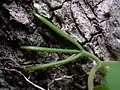 Tendril claw