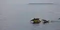 Spinner dolphins in the area