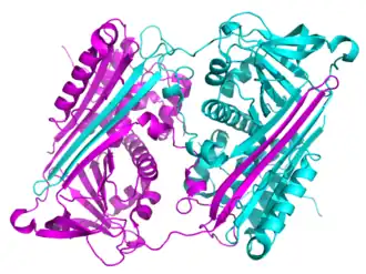 Diagram of a domain-swapped serpin dimer