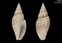Domiporta latistriata