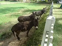 Donkeys on a farm