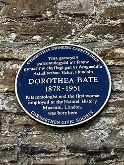 Dorothea Bate's blue plaque on her childhood home, Napier House on Spilman Street, Carmarthen