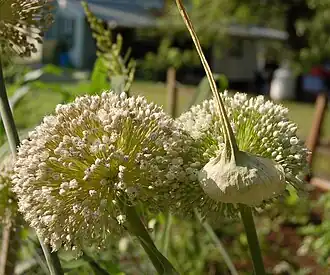 Two blooming flower heads