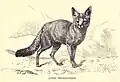 Wild Dog, Canis bengalensis...7
