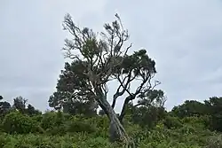 A tree in a grassy environment