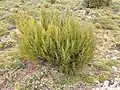 A small Dracophyllum cockayneanum on Enderby Island