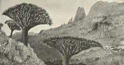 Dragon’s-blood Trees at Yehazahaz