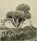 Dragon's blood tree (Dracaena cinnabari ) photograph by Forbes