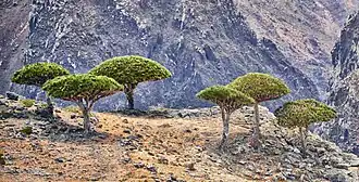 Dragon blood trees at the edge of a gorge in Socotra Island