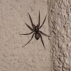 Drapena rutilans