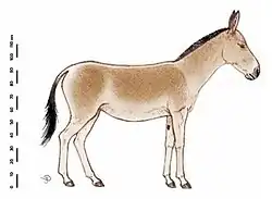Drawing of a hydruntine with dorsal stripe