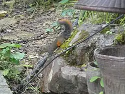 Gray squirrel