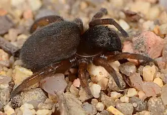 juvenile D. namaquensis