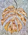 Dried adolescent leaf