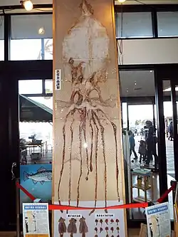 #598 (27/11/2014), Dried giant squid originally measuring 6.3 m in length