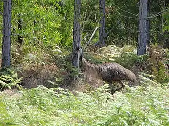 Emu in Weerriba, 2011