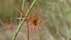 Leaf of a Drosera peltata with a captured ant. Royal National Park, NSW Australia, August 2011.