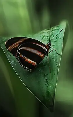 female underside