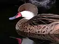 Pato quijada colorada (Anas bahamensis)