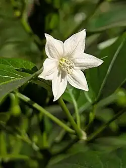 Capsicum annuum flower in Behbahan