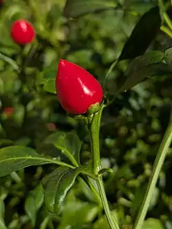 Capsicum annuum fruits