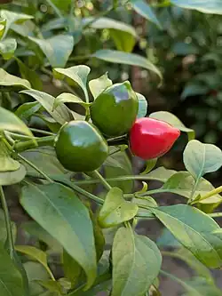 Capsicum annuum fruits in Behbahan