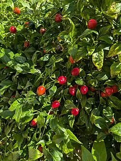 Capsicum annuum fruits