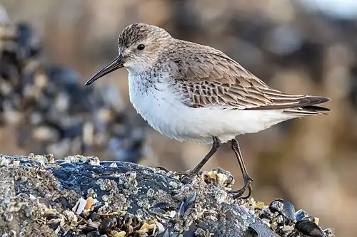 A dunlin.