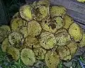 D. kutejensis fruit, sold at roadside market in Muara Lawa, Kutai Barat, East Kalimantan, Indonesia