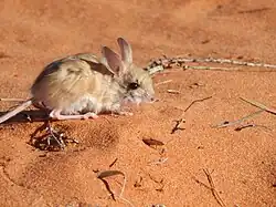 Brown mouse
