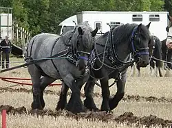 two dark grey heavy horses in traction harness
