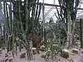 Cacti in the Arid house of the Winter Gardens