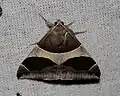 Dysgonia torrida