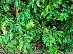 Foliage