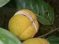 Fruit