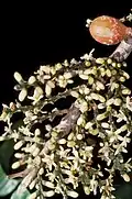 Flower buds and flowers