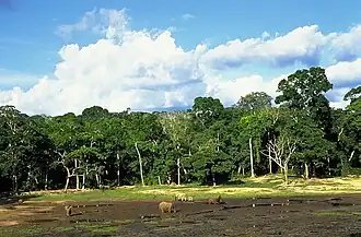 Dzanga
