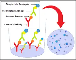 Graphical illustration of ELISpot assay