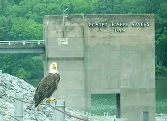Bald eagle