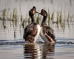 Two eared grebes in an upright posture in the water.