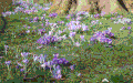 Spring blossoms