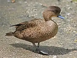 Brown duck on ground