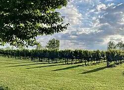 Neat rows of grape plants, with green grass in the foreground, and a bright, blue sky above.